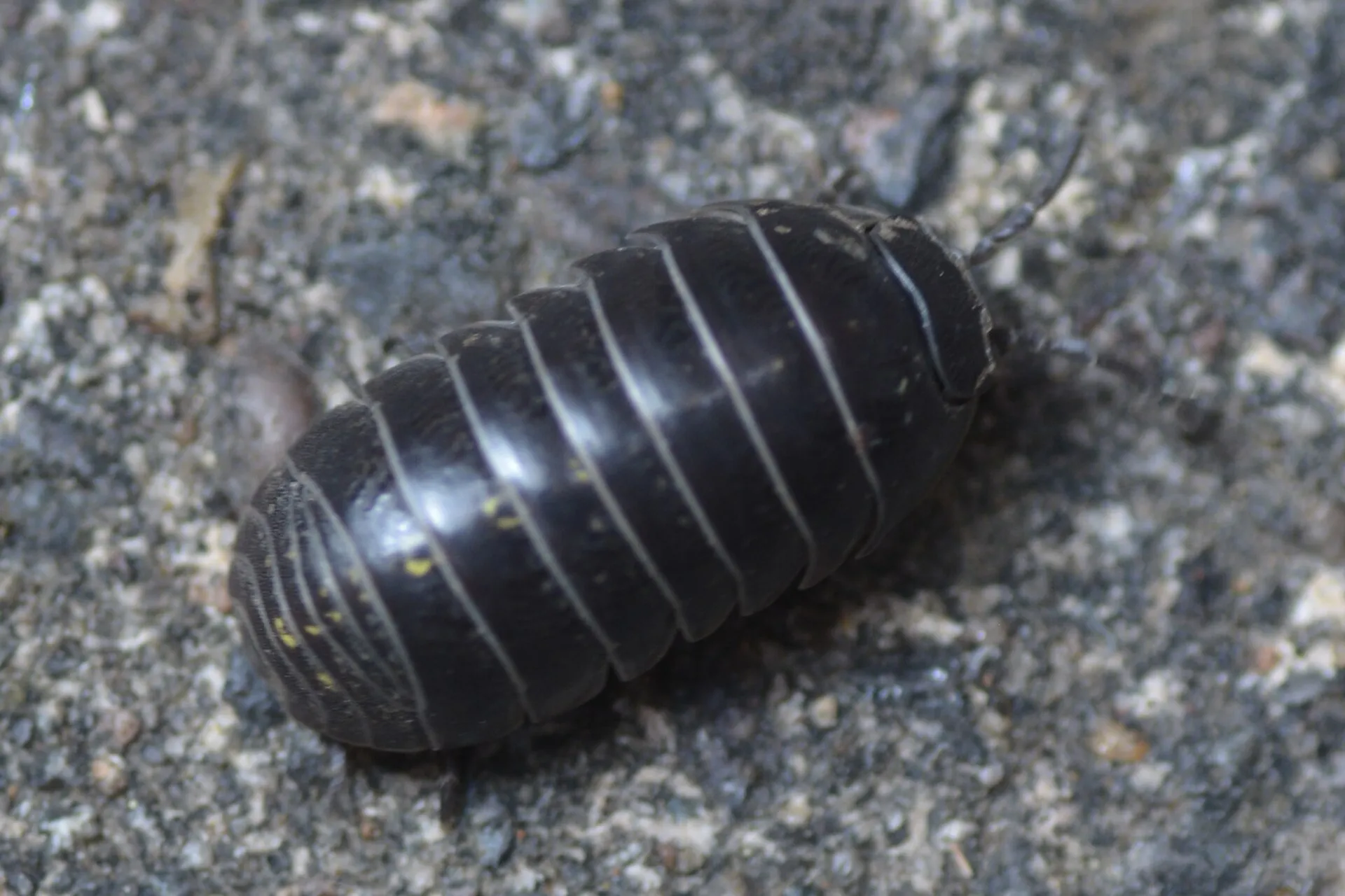 A dark grey Armadillidium vulgare pill bug walking on stony ground