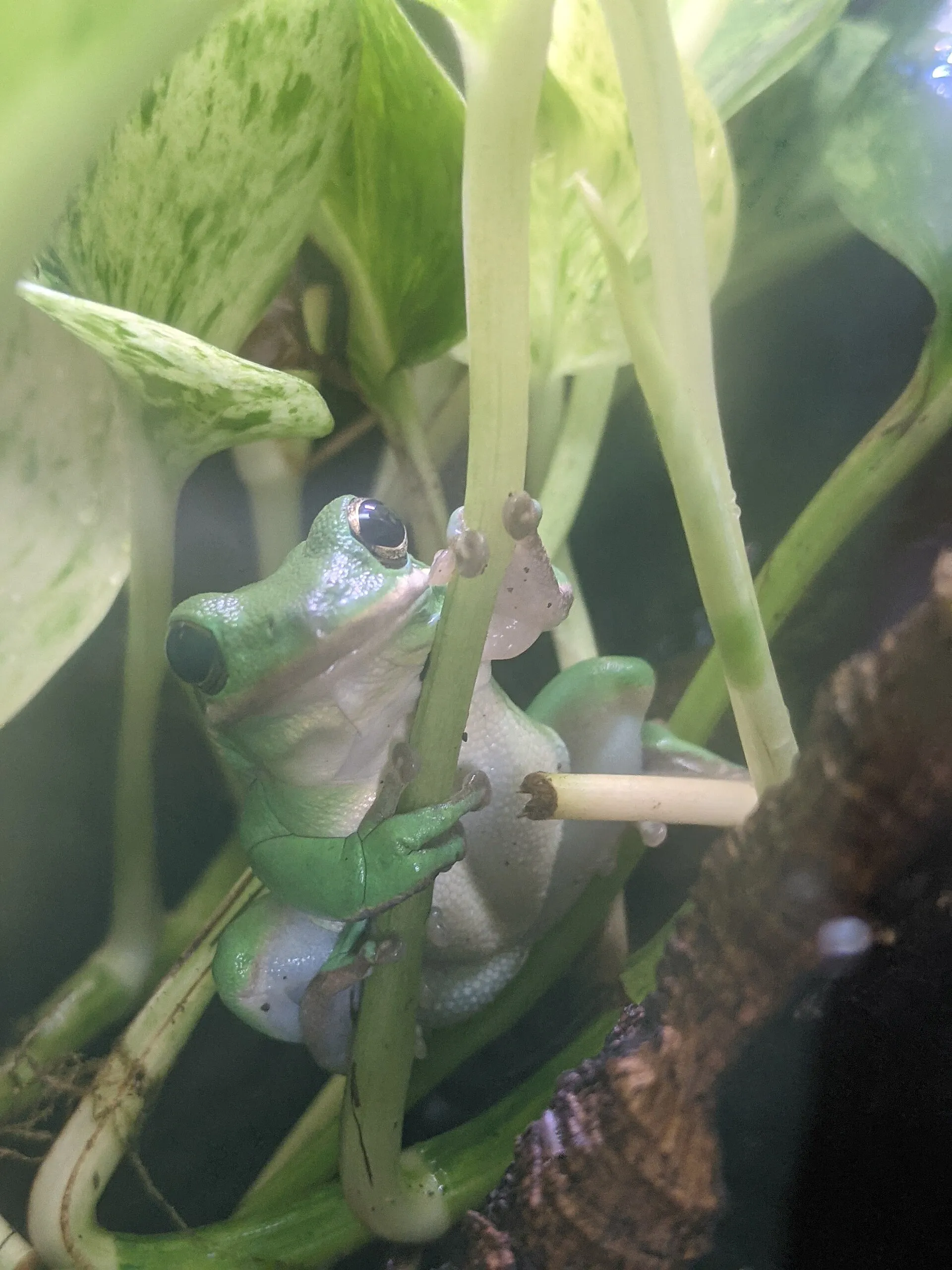 A green tree frog climbing a plant stem inside a planted terrarium
