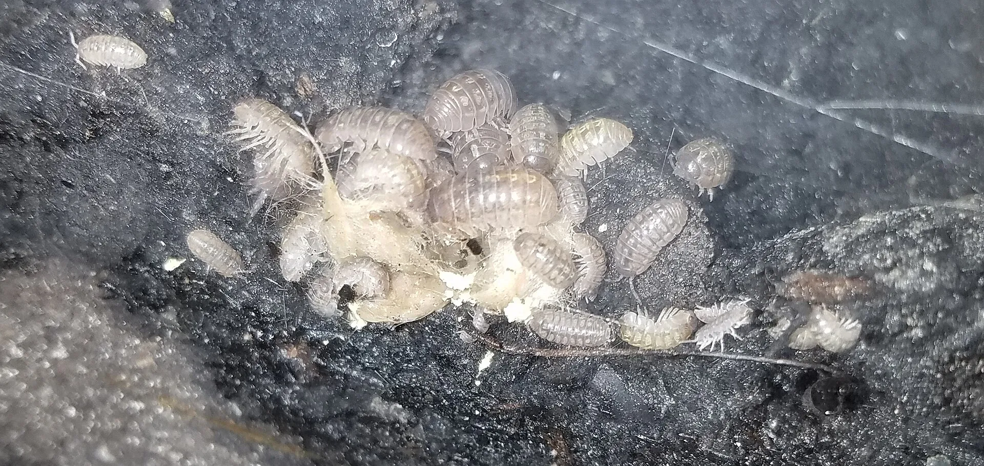 Isopods on dark, moist bioactive substrate