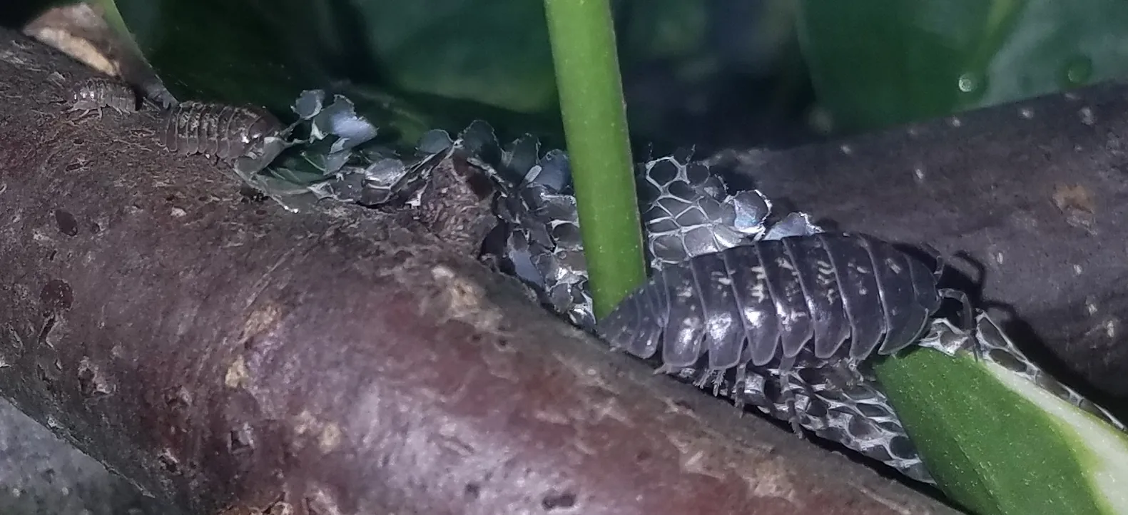 A group of isopods feeding on a shed snake skin in a terrarium