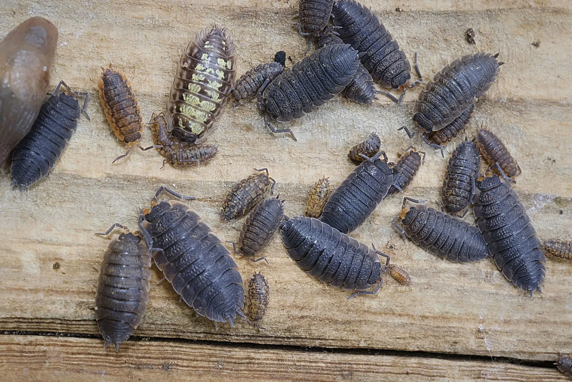 A group of grey Porcellio scaber isopods on a piece of wood