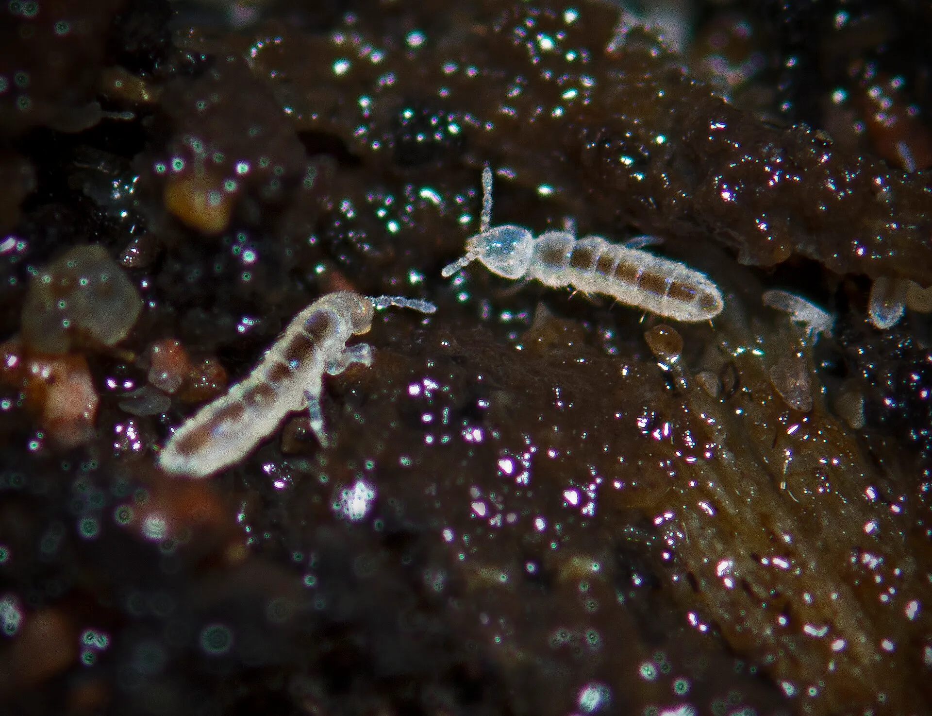 Two white springtails (Folsomia candida) on damp soil, magnified
